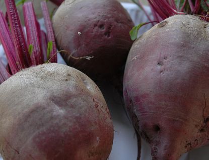 rote-bete-knollen © Flickr / Indigo Goat