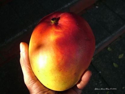 Mango in einer Hand © Flickr / SantaRosa OLD SKOOL