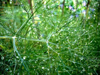 Fenchel ist nicht nur schmackhaft und gesund, sondern zudem äußerst ansehnlich.