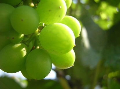 Grüne Weintrauben © Flickr / Francois Schnell