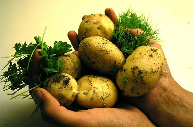Kartoffeln ©Flickr Dr. Hemmert Kartoffeln ©Flickr Dr. Hemmert