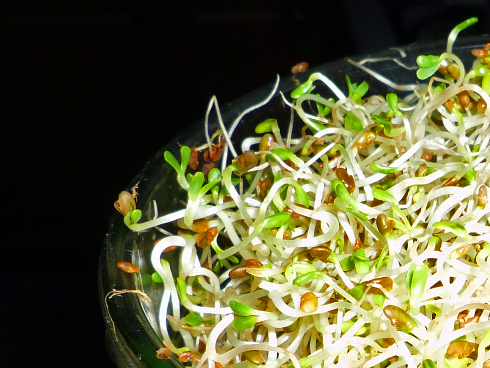 Sprossen-Salat Rezepte – knackig und leicht -Kein Fastfood