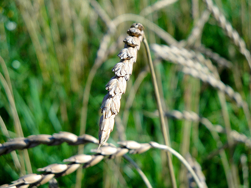 Dinkel und Grünkern - Gut für die Gesundheit ©Flickr/friutbildning Dinkel und Grünkern - Gut für die Gesundheit ©Flickr/friutbildning