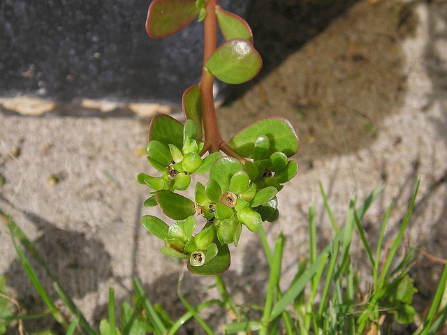 portulak©Flickr blumenbiene