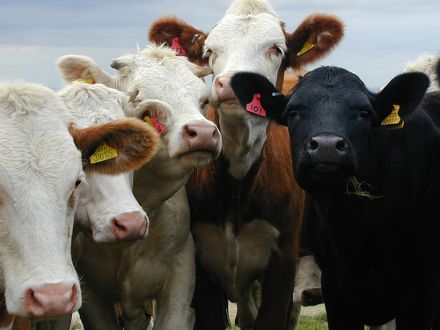 Könnten unterschiedliche Kühe schon bald eine Minderheit darstellen? © Flickr / flikr